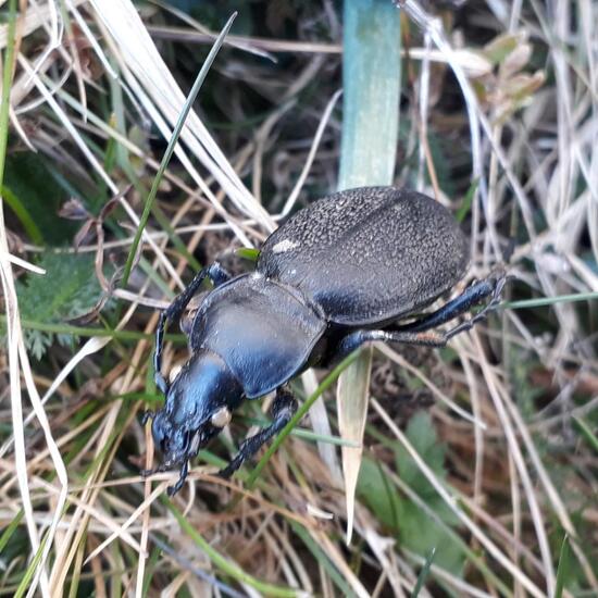 Käfer: Tier im Habitat Garten in der NatureSpots App