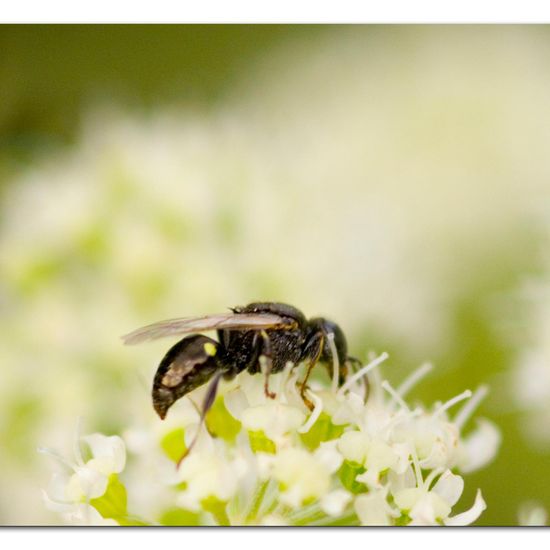 Oxybelus bipunctatus: Tier im Habitat Grasland und Büsche in der NatureSpots App