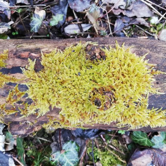 Bryophyte: Plant in habitat Riparian forest in the NatureSpots App