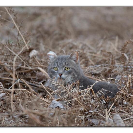 Felis catus: Animal in habitat Boreal forest in the NatureSpots App