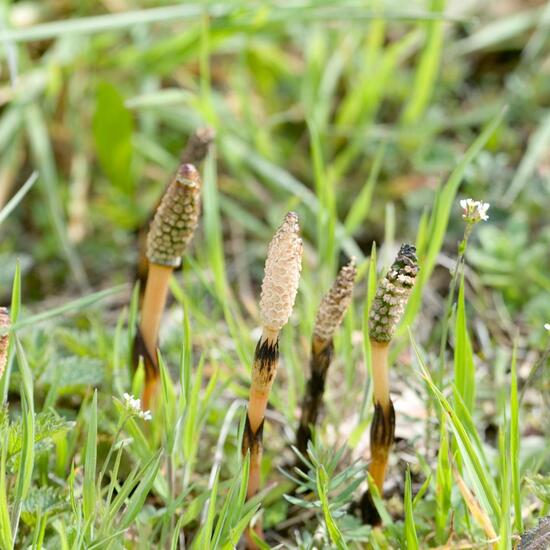 Equisetum arvense: Plant in habitat Road or Transportation in the NatureSpots App