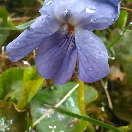 Viola reichenbachiana: Plant in nature in the NatureSpots App