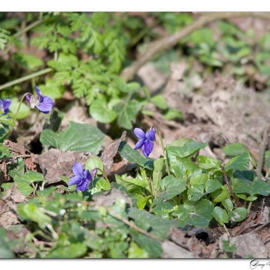 Viola odorata: Plant in habitat Boreal forest in the NatureSpots App