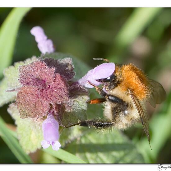 Bombus pascuorum: Animal in habitat Road or Transportation in the NatureSpots App