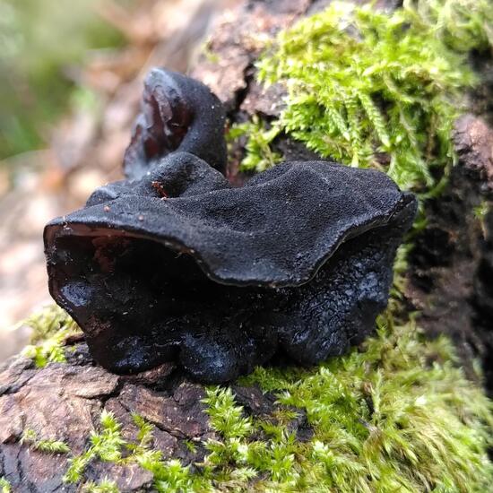 Exidia truncata: Mushroom in habitat Temperate forest in the NatureSpots App