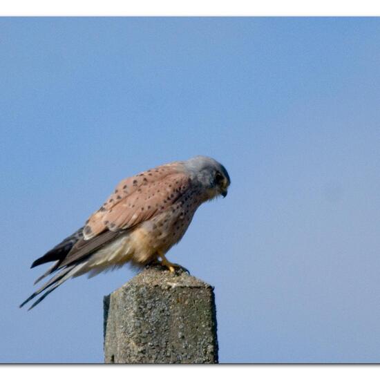 Common Kestrel: Animal in habitat Agriculture in the NatureSpots App