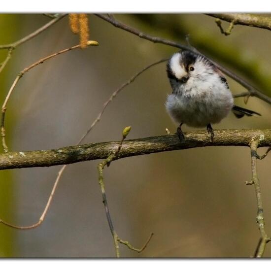 Schwanzmeise: Tier im Habitat Borealer Nadelwald in der NatureSpots App