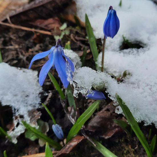 Traun-Blaustern: Pflanze im Habitat Park in der NatureSpots App