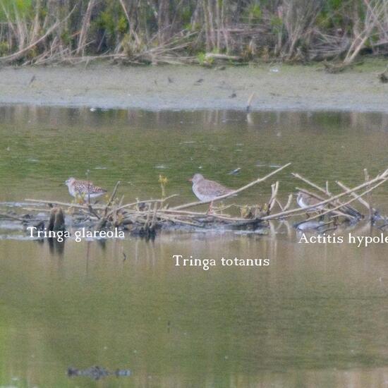 Common Redshank: Animal in habitat Swamp in the NatureSpots App