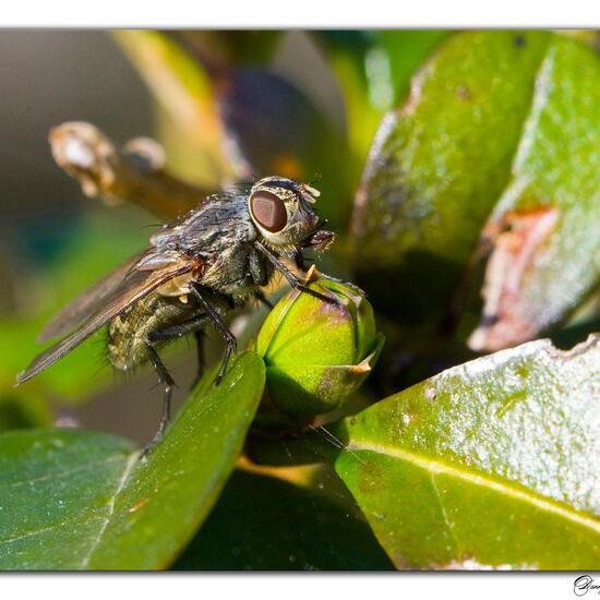 Pollenia vagabunda: Animal in habitat Garden in the NatureSpots App