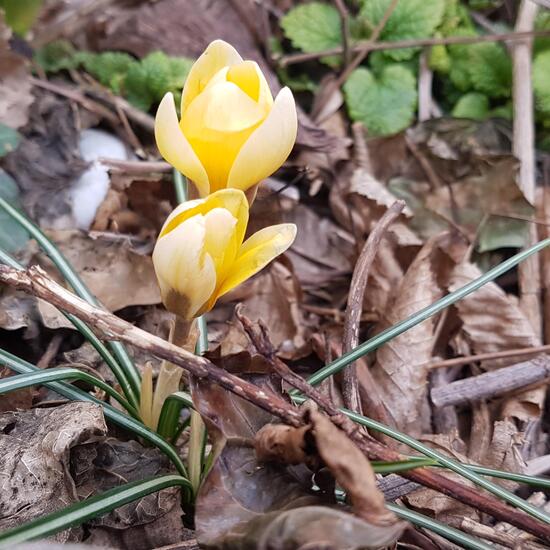 Kleiner Krokus: Pflanze im Habitat Hecke/Blumenbeet in der NatureSpots App