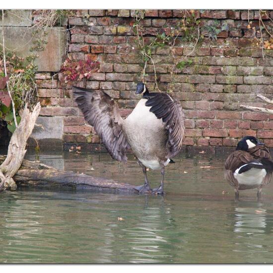 Canada Goose: Animal in habitat Park in the NatureSpots App