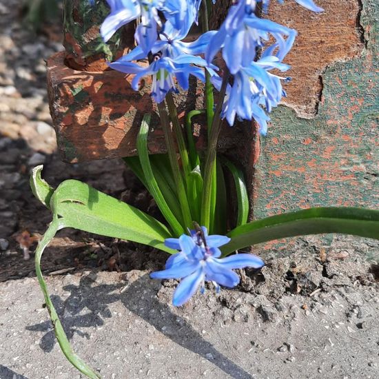 Gewöhnliche Sternhyazinthe: Pflanze in der Natur in der NatureSpots App