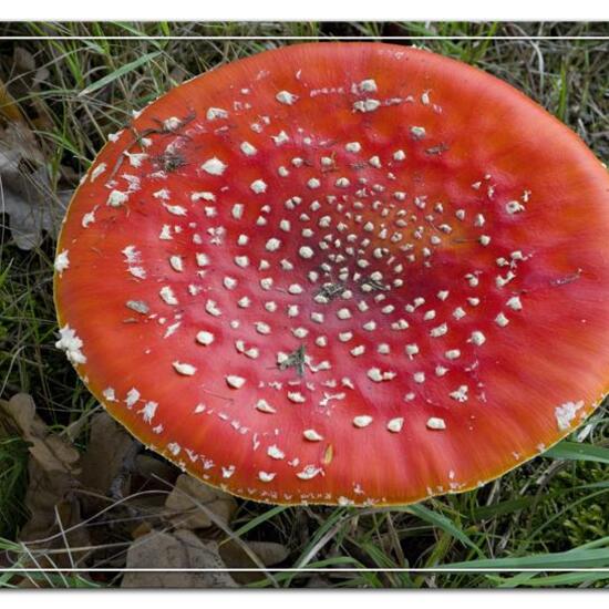 Agaricus muscarius: Mushroom in habitat Agricultural meadow in the NatureSpots App