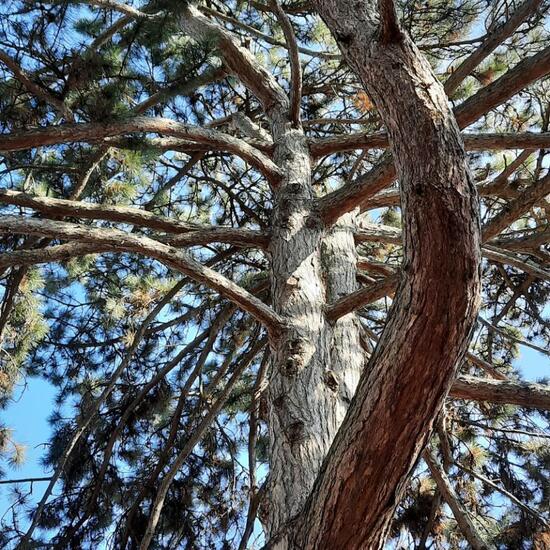 Pinus nigra: Plant in habitat Park in the NatureSpots App
