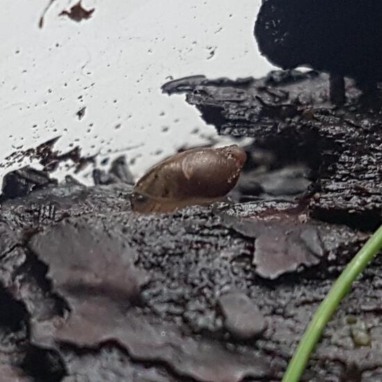 Gemeine Bernsteinschnecke: Tier im Habitat Habitat manuell eingeben in der NatureSpots App