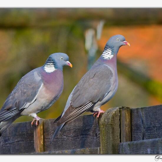 Common Wood Pigeon: Animal in habitat Garden in the NatureSpots App