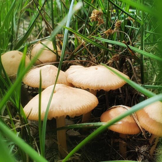 another species: Mushroom in nature in the NatureSpots App