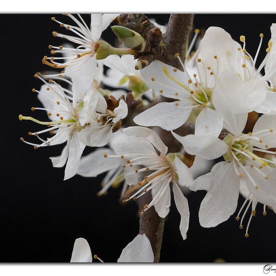 Prunus spinosa: Plant in nature in the NatureSpots App