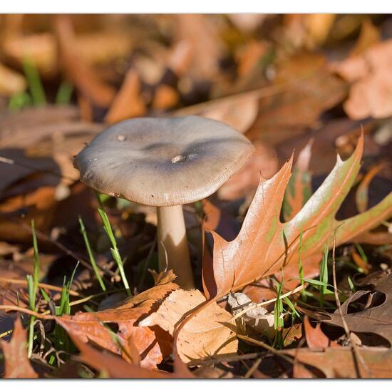 Unknown species: Mushroom in habitat Boreal forest in the NatureSpots App