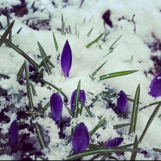 Frühlings-Krokus: Pflanze im Habitat Garten in der NatureSpots App