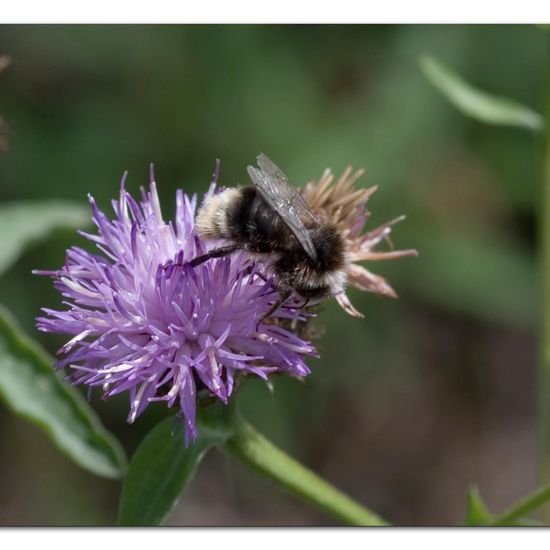 Bombus lapidarius: Animal in habitat Grassland in the NatureSpots App