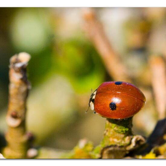 Zweipunkt-Marienkäfer: Tier im Habitat Garten in der NatureSpots App