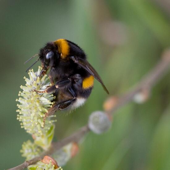 Dunkle Erdhummel: Tier in der Natur in der NatureSpots App