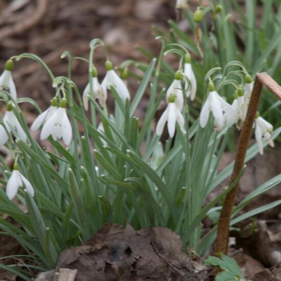 Galanthus nivalis: Plant in habitat Backyard in the NatureSpots App