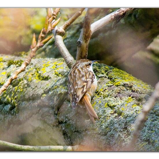 Short-toed Treecreeper: Animal in habitat Boreal forest in the NatureSpots App