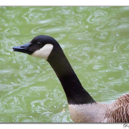 Canada Goose: Animal in habitat Park in the NatureSpots App