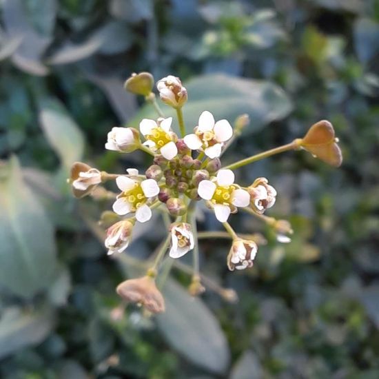 Capsella bursa-pastoris: Plant in habitat Garden in the NatureSpots App