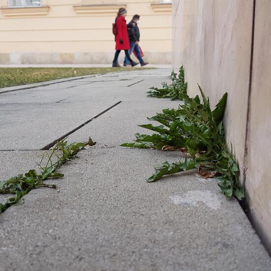 Taraxacum fasciatum: Pflanze im Habitat Strasse/Verkehr in der NatureSpots App