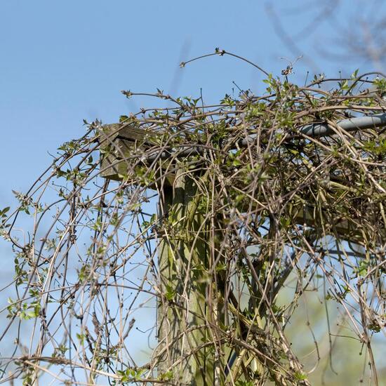 Clematis montana: Pflanze im Habitat Garten in der NatureSpots App