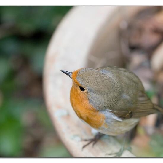 Rotkehlchen: Tier im Habitat Garten in der NatureSpots App