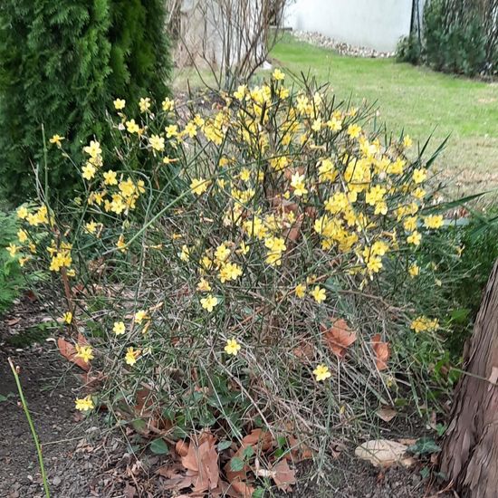 Jasminum nudiflorum: Plant in nature in the NatureSpots App