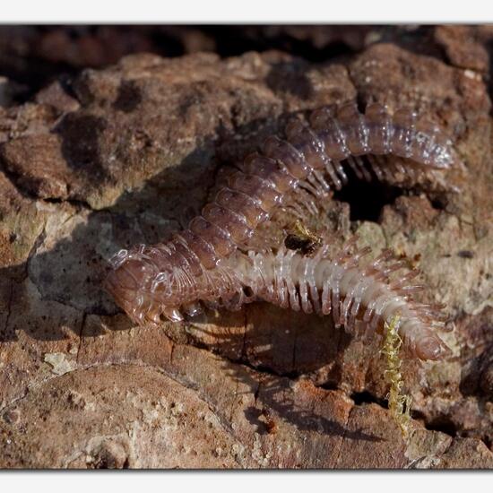 Polydesmidae: Tier im Habitat Grasland und Büsche in der NatureSpots App