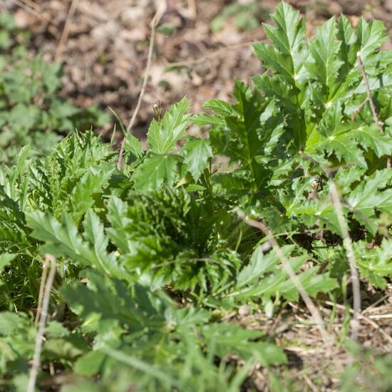 Heracleum mantegazzianum: Plant in habitat Road or Transportation in the NatureSpots App