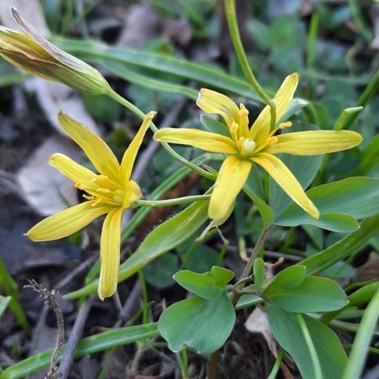 Acker-Gelbstern: Pflanze im Habitat Park in der NatureSpots App