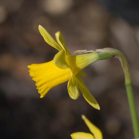 Narcissus cyclamineus: Plant in nature in the NatureSpots App