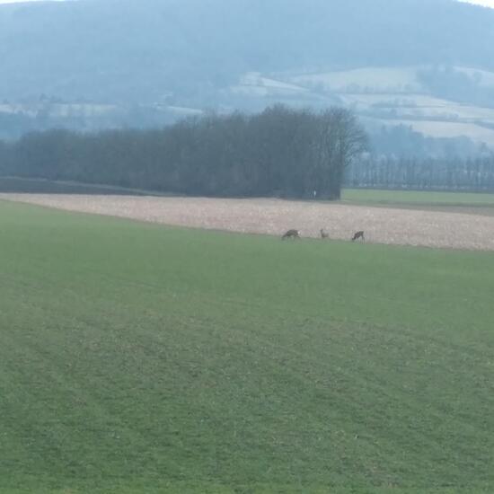 Roe deer: Animal in habitat Crop cultivation in the NatureSpots App