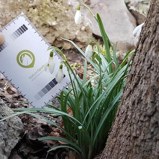 Galanthus: Plant in habitat Park in the NatureSpots App