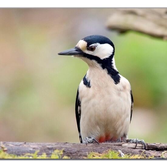 Great Spotted Woodpecker: Animal in habitat Boreal forest in the NatureSpots App