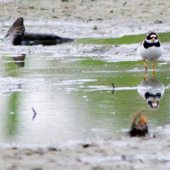 Common Ringed Plover: Animal in habitat Swamp in the NatureSpots App