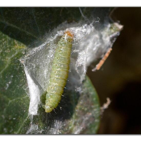 Cacoecimorpha pronubana: Animal in habitat Garden in the NatureSpots App