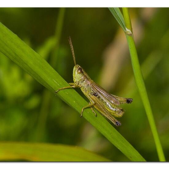 Pseudochorthippus parallelus: Animal in habitat Semi-natural grassland in the NatureSpots App