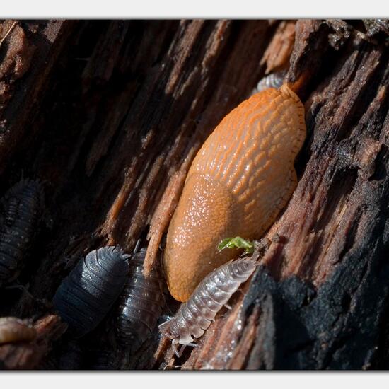 Spanische Wegschnecke: Tier im Habitat Grasland und Büsche in der NatureSpots App