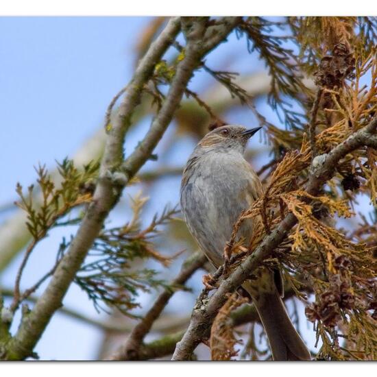 Dunnock: Animal in habitat Garden in the NatureSpots App