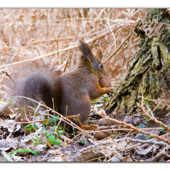 Eurasisches Eichhörnchen: Tier im Habitat Borealer Nadelwald in der NatureSpots App