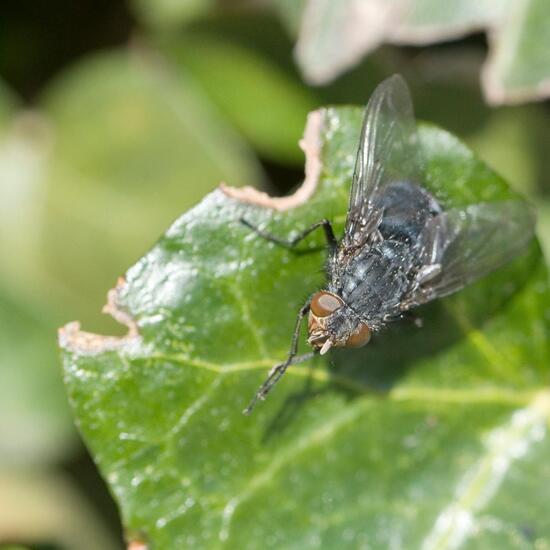 Calliphora vicina: Tier im Habitat Garten in der NatureSpots App